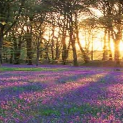 Natura banner 1 1 1910x350